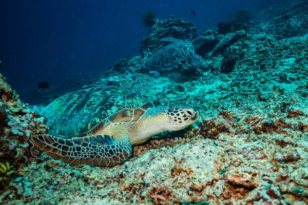 Piękny Żółw Park Narodowy Komodo Indonezja — Zdjęcie stockowe