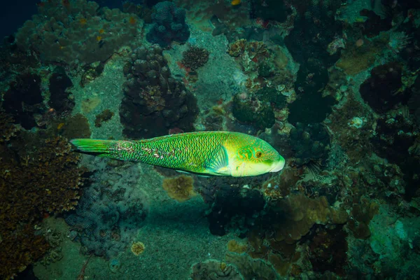 Papegojfisk Revet Koh Tao Thailand — Stockfoto