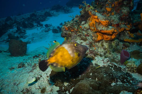 Filmagem Subaquática Flora Fauna Oceânica Bali Indonésia — Fotografia de Stock