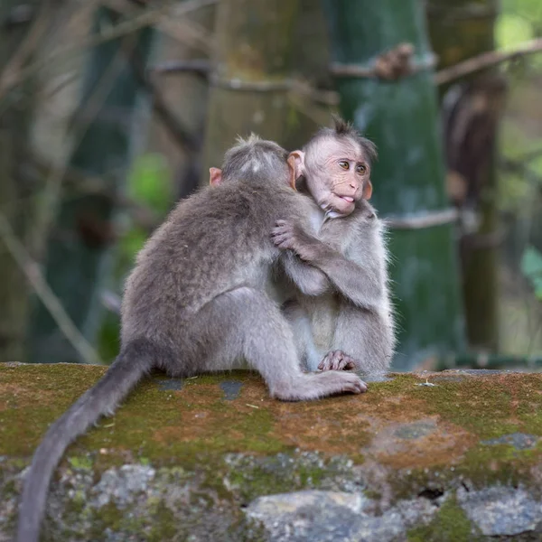 Twee Apen Spelen Jungle — Stockfoto