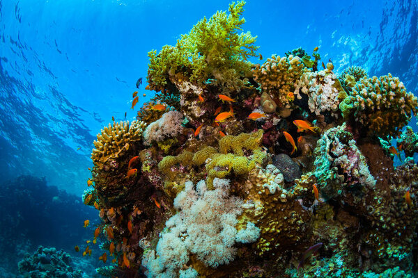 Beautiful coral reef in Red Sea, sharm al sheikh, egypt