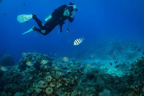 Plongeur Sur Les Sourds Mer Rouge — Photo