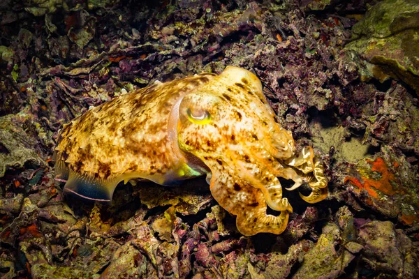 水下拍摄海洋动植物在巴厘岛 印度尼西亚 — 图库照片