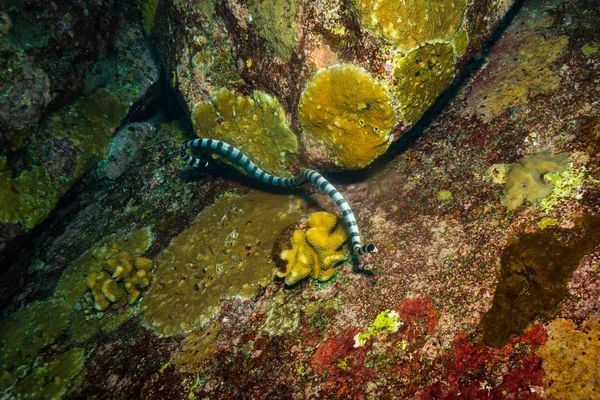 Brote Submarino Flora Fauna Oceánica Bali Indonesia —  Fotos de Stock