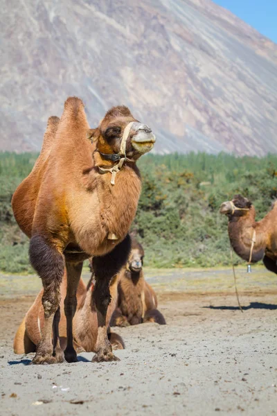 Wielbłądy Pustyni Środku Indyjskich Himalajach — Zdjęcie stockowe