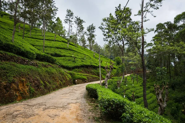 Grüne Schöne Teeplantage Auf Sri Lanka — Stockfoto