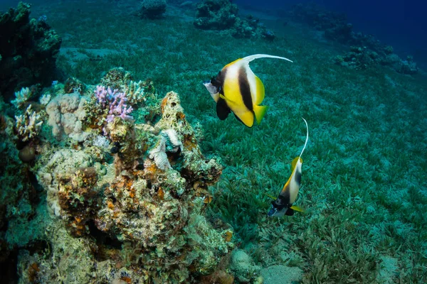Dos Peces Mariposa Arrecife Coral — Foto de Stock