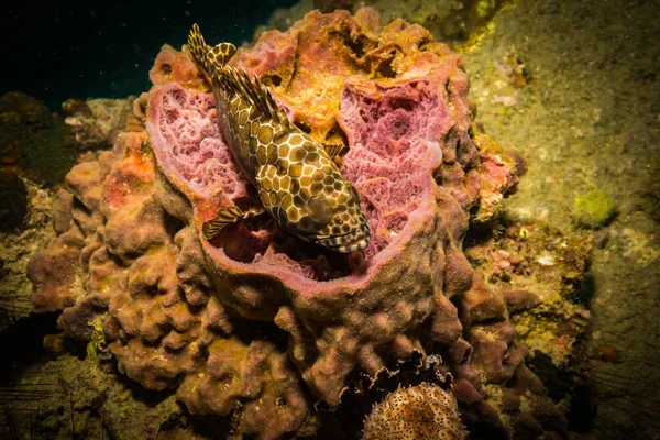 Malabar Orfoz Koh Tao Island Tayland Yakınındaki Sualtı Görünümünü — Stok fotoğraf