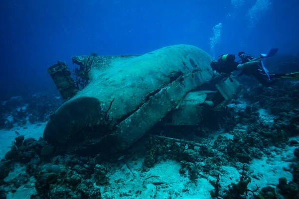 Domuzlar Körfezi içinde güzel mercan Bahçe