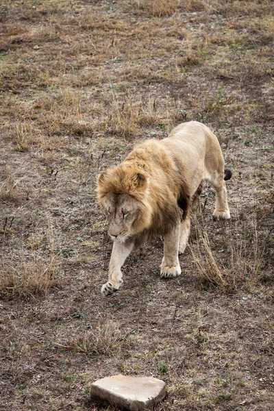 Lion Walking Savanna — Stock Photo, Image