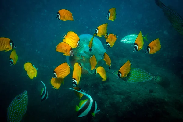 Méduses Sur Récif Corallien Koh Tao Thailand — Photo