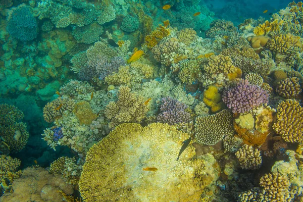 Güzel mercan içinde Kızıldeniz, sharm el sheikh, Mısır renkli.