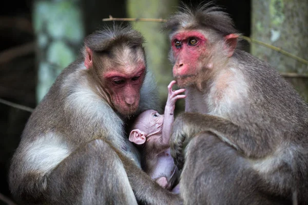Maymunları ormanın içinde oturan ailesi