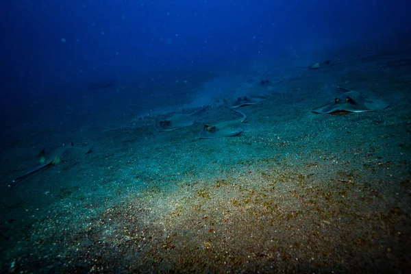 Bali Adası Yakınlarında Mavi Benekli Stingray — Stok fotoğraf