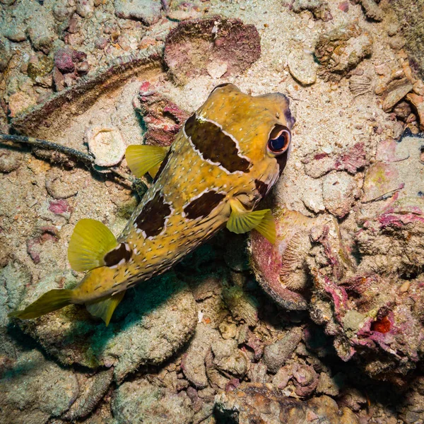 Puffer Rif Van Koh Tao Thailand — Stockfoto