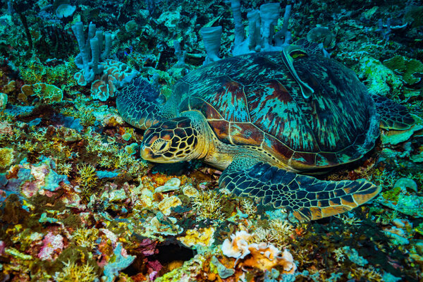 underwater view of Turtle in Komodo national park