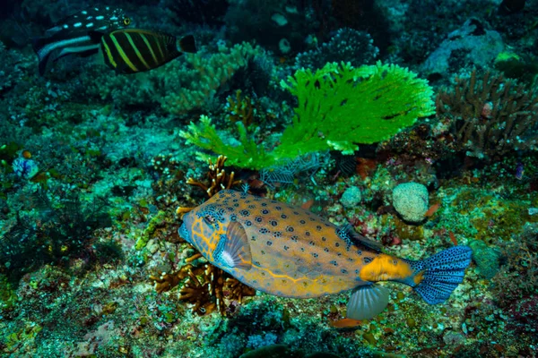 Boxfish Dans Récif Parc Komodo — Photo