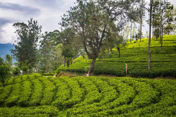Hermosa Plantación Verde Sri Lanka — Foto de Stock