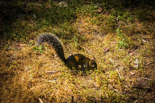 Gündüz Meksika'da seyahat, Meksika 
