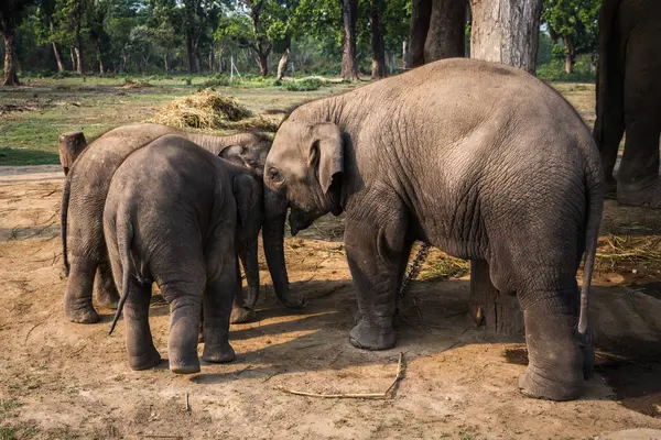 Elefantes Uma Fazenda Reserva Chitwan — Fotografia de Stock