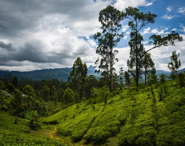 Bella Piantagione Verde Sullo Sri Lanka — Foto Stock