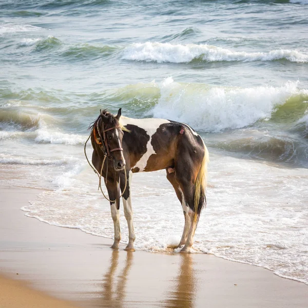 Natation Cheval Dans Océan Indien — Photo