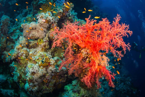 Güzel mercan kayalığı Kızıldeniz, sharm el sheikh, Mısır