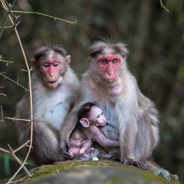 Maymunları ormanın içinde oturan ailesi