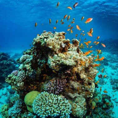 Güzel mercan kayalığı Kızıldeniz, sharm el sheikh, Mısır