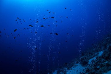 Dahab kanyonda yükselen kabarcıklar