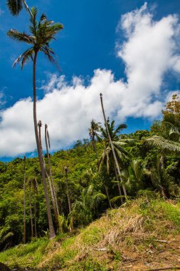 bahar, Tayland Koh Samui yeşil orman