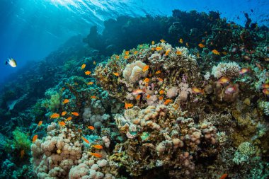 Güzel mercan kayalığı Kızıldeniz, sharm el sheikh, Mısır