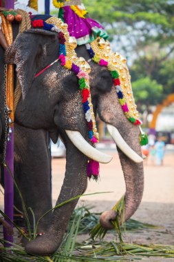 Hint Tapınağı fil. Tamil Nadu