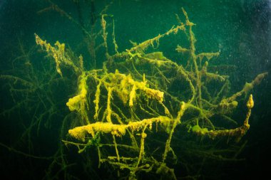 Ukrayna nehrin dibini doğası