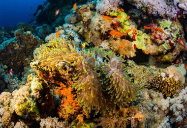 Red Sea, Mısır'daki mercan resif üzerinde parlak sarı tehlikede