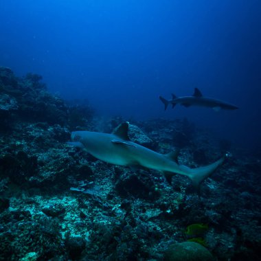 Komodo Ulusal Parkı içinde beyaz ucu köpekbalığı sualtı görünümünü