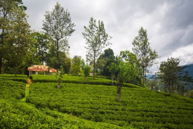 Sri Lanka plantasyonda yeşil güzel çay