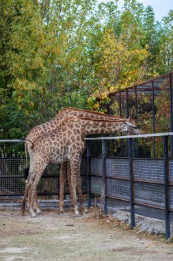 Zürafalar kaç Kırım safari park içinde