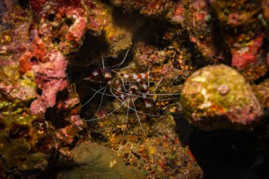 okyanus flora ve fauna Bali, Endonezya sualtı çekimi