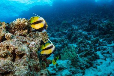 Butterflyfish sualtı görünümünü Red Sea'deki/daki güzel resif üzerinde