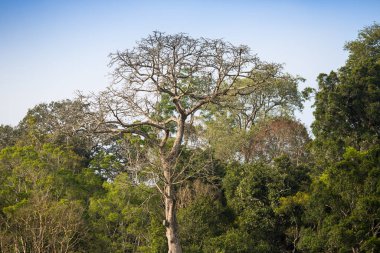doğal görünümünü tarihi: Hindistan eyaleti