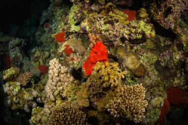 gece güzel coral reef Kızıldeniz, sharm el sheikh, Mısır