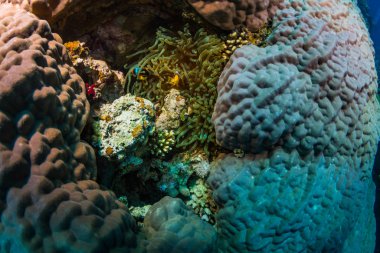 Tropikal balık coral reef Kızıldeniz, Sharm el Sheikh, Mısır arka plan üzerinde