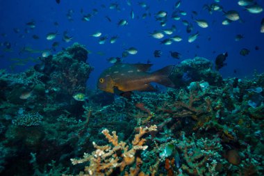 okyanus flora ve fauna Bali, Endonezya sualtı çekimi