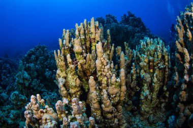 Güzel mercan kayalığı Kızıldeniz, sharm el sheikh, Mısır
