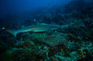 Komodo Ulusal Parkı içinde beyaz ucu köpekbalığı sualtı görünümünü