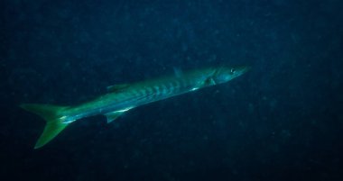 Barakuda Koh Tao, Tayland yakınındaki karanlık su sualtı görünümünü