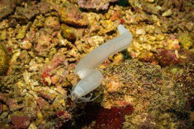 okyanus flora ve fauna Bali, Endonezya sualtı çekimi