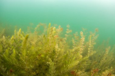 Turistik ve yerler arasında seyahat, Himalayalar, Asya