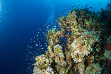 Tropikal balık coral reef Kızıldeniz, Sharm el Sheikh, Mısır arka plan üzerinde